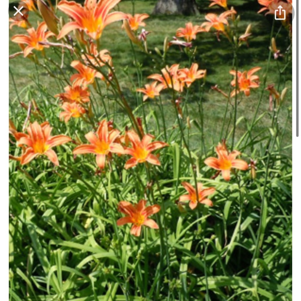 Day Lily Plants set of 6